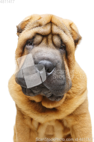 Image of beautiful shar pei puppy