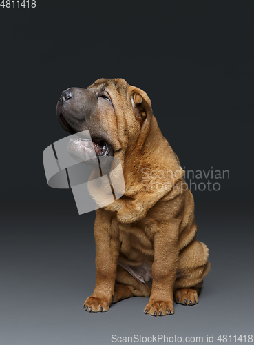 Image of beautiful shar pei puppy