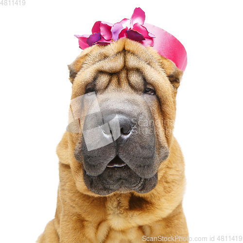 Image of beautiful shar pei puppy in hat