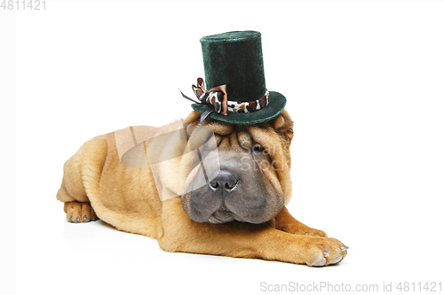 Image of beautiful shar pei puppy in hat