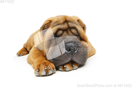 Image of beautiful shar pei puppy