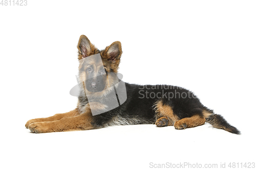 Image of beautiful german shepard puppy