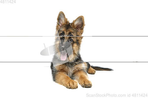 Image of beautiful german shepard puppy