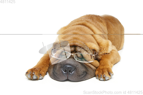 Image of beautiful shar pei puppy