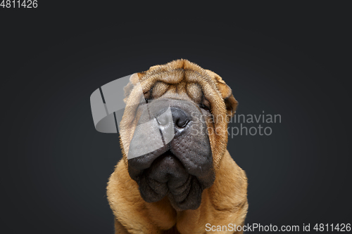 Image of beautiful shar pei puppy