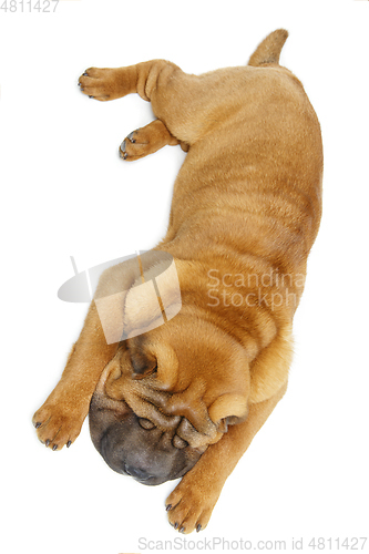 Image of beautiful shar pei puppy sleeping