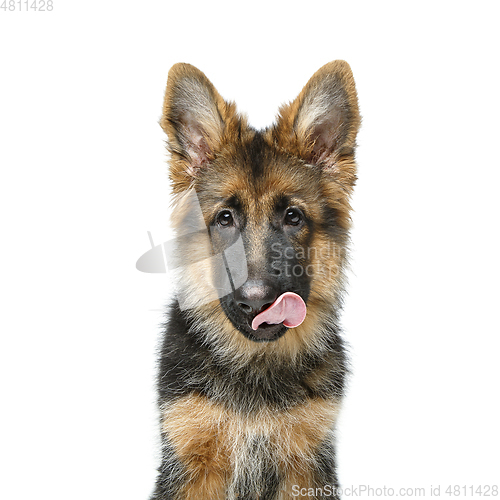 Image of beautiful german shepard puppy