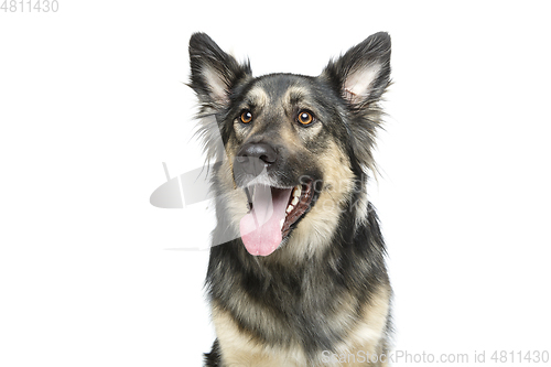 Image of beautiful dog isolated on white