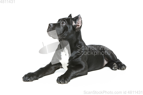 Image of beautiful cane corso puppy
