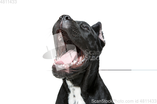 Image of beautiful cane corso puppy