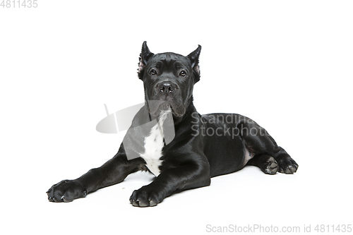 Image of beautiful cane corso puppy