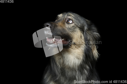 Image of beautiful dog isolated on black