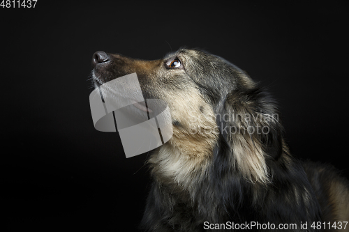 Image of beautiful dog isolated on black