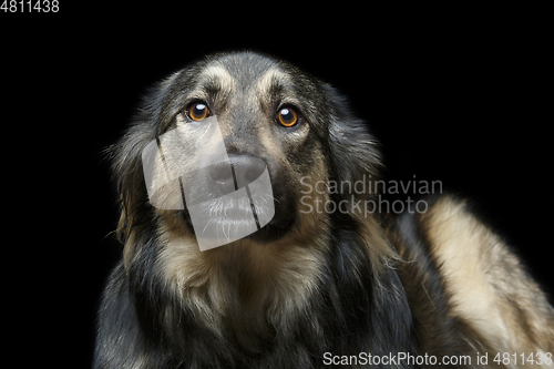 Image of beautiful dog isolated on black