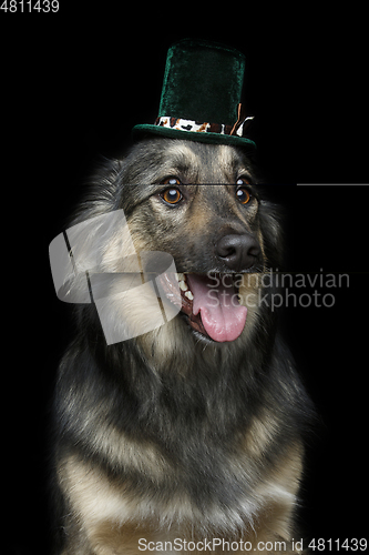 Image of beautiful dog in hat isolated on black