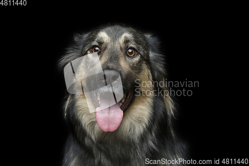 Image of beautiful dog isolated on black