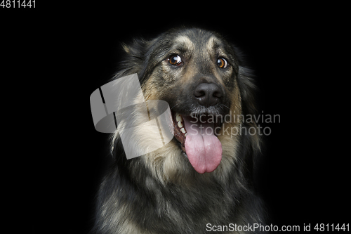 Image of beautiful dog isolated on black