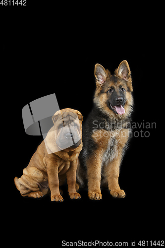 Image of beautiful two puppy dogs