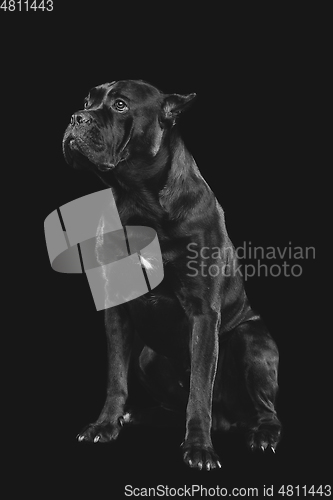 Image of beautiful cane corso dog