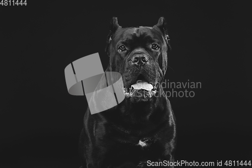 Image of beautiful cane corso dog