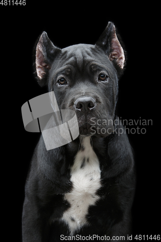 Image of beautiful cane corso puppy