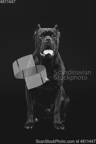 Image of beautiful cane corso dog