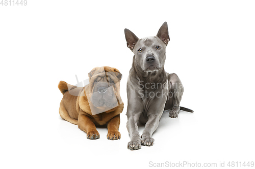 Image of beautiful two dogs