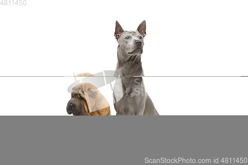 Image of beautiful two dogs