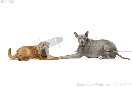 Image of beautiful two dogs
