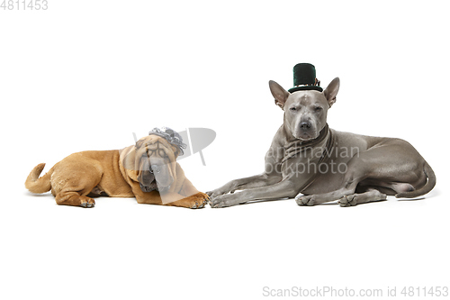 Image of beautiful two dogs