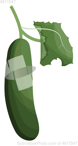 Image of Green cucumber with green leaf vector illustration of vegetables