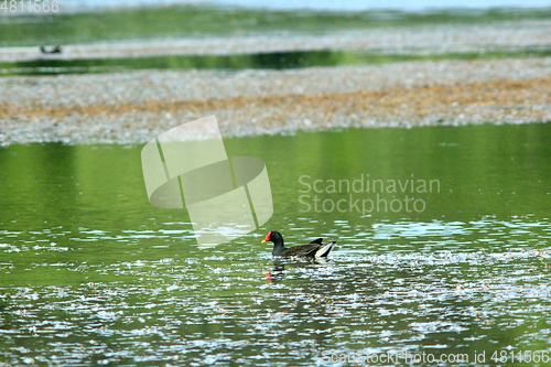 Image of duck of Eurasian coot on the water