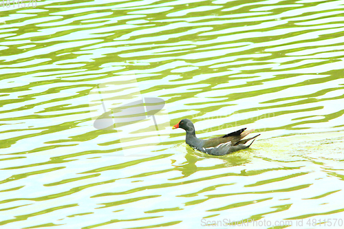 Image of duck of Eurasian coot on the water