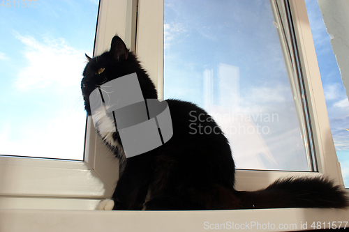 Image of black cat sits on the window-sill