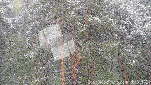 Image of Snow blizzard in the pine forest.