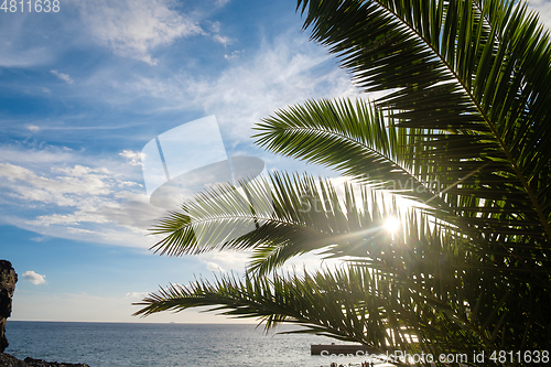 Image of Palm tree leaves against sunset light