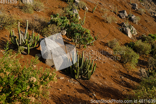 Image of cactus plants on tenerife island