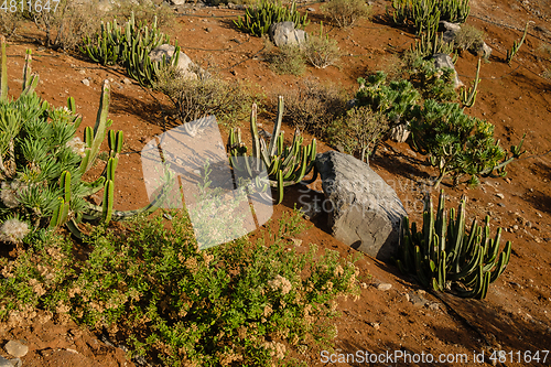 Image of cactus plants on tenerife island