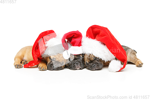 Image of puppies sleeping in christmas hats