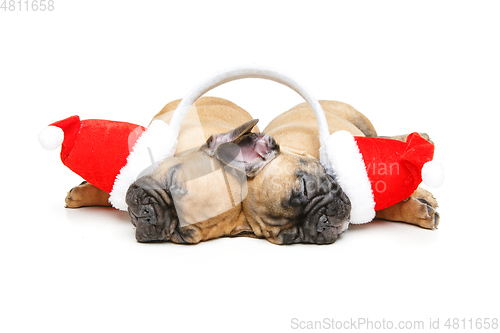 Image of puppies sleeping in christmas hats