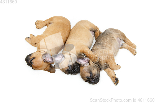 Image of french bulldog puppies sleeping