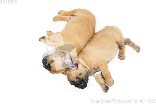 Image of french bulldog puppies sleeping