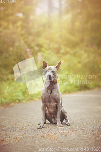 Image of thai ridgeback dog outdoors