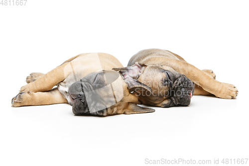 Image of french bulldog puppies sleeping