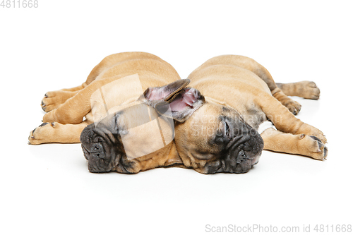 Image of french bulldog puppies sleeping