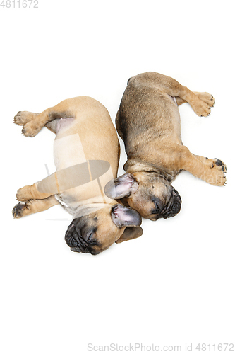 Image of french bulldog puppies sleeping