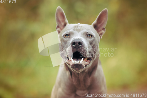 Image of thai ridgeback dog outdoors