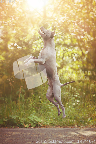 Image of thai ridgeback dog outdoors