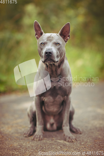 Image of thai ridgeback dog outdoors