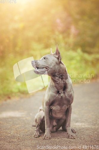 Image of thai ridgeback dog outdoors